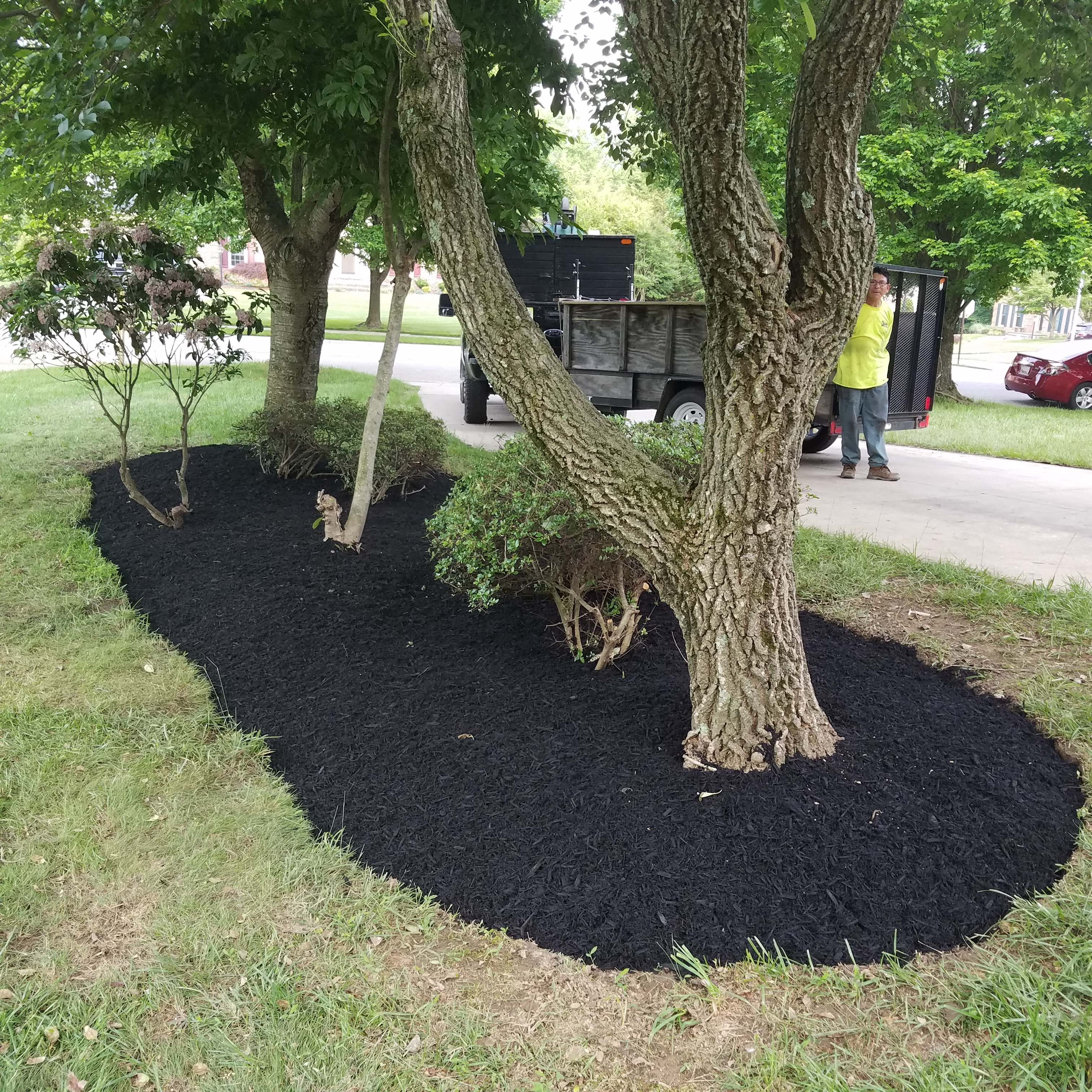 Pretty set of tress and bushes in a fresh pad of mulch