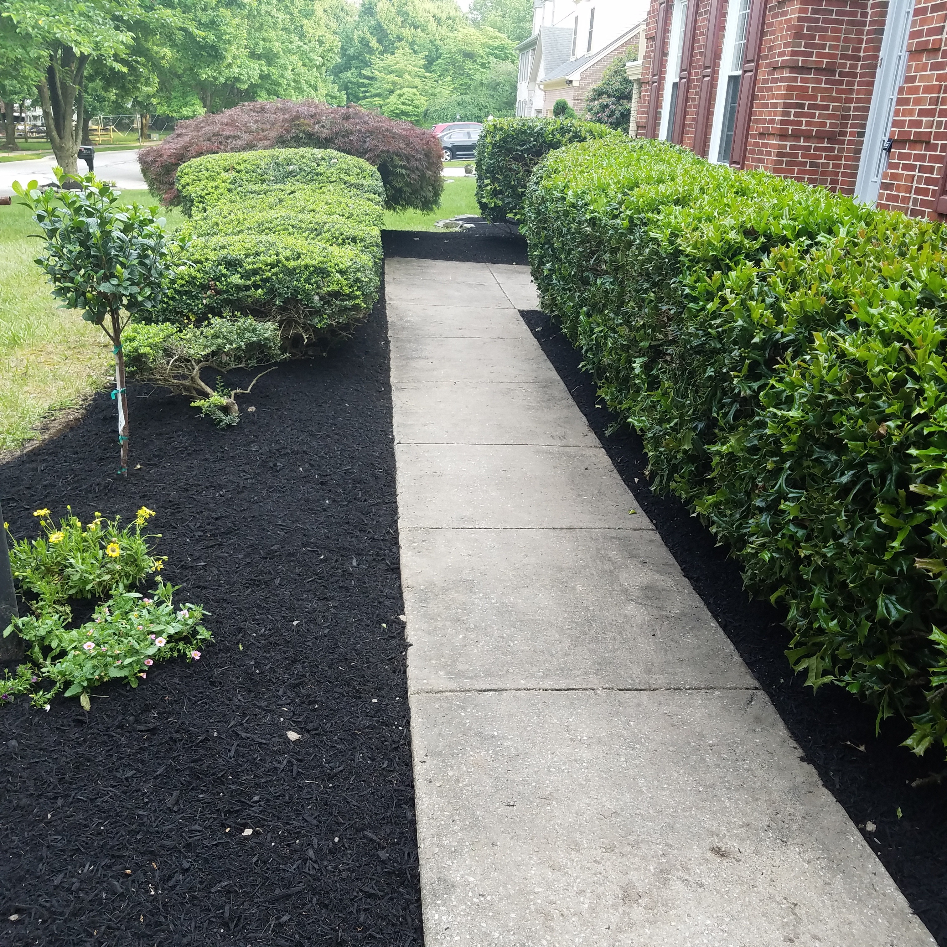 Clean walkway to residential house with trimmed bushes